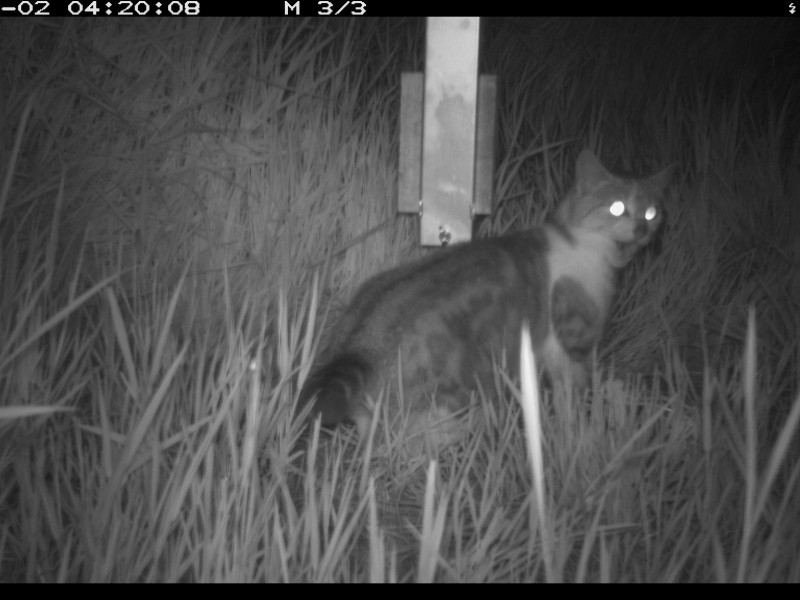 Feral cat caught on camera