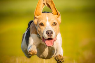 Hammonds.Imagery.beagle