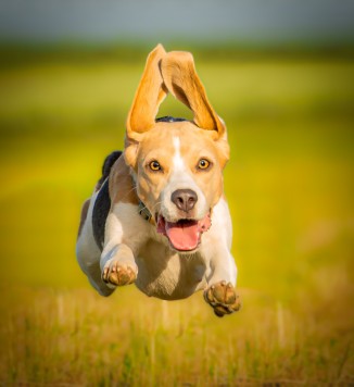 Hammonds.Imagery.beagle