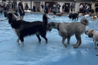 Pooch Pool Party