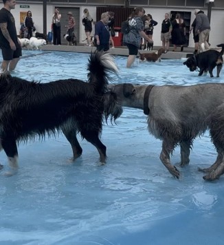 Pooch Pool Party