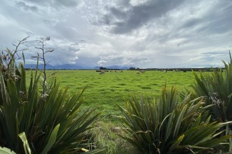 New Zealand cattle