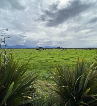New Zealand cattle