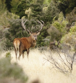 Reddeer-emersondiprose-25032026