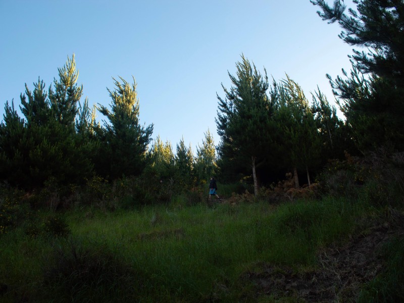 Amongst the trees