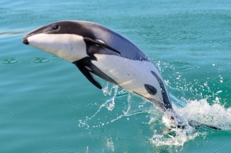 Hector dolphin Liz slooten 28032024 FocusFillWzgwMCw2MDAsIngiLDEyXQ