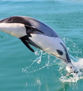 Hector dolphin Liz slooten 28032024 FocusFillWzgwMCw2MDAsIngiLDEyXQ