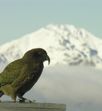 Kea